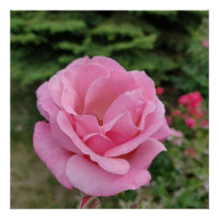 Abajur de mesa de flor de rosa rosa