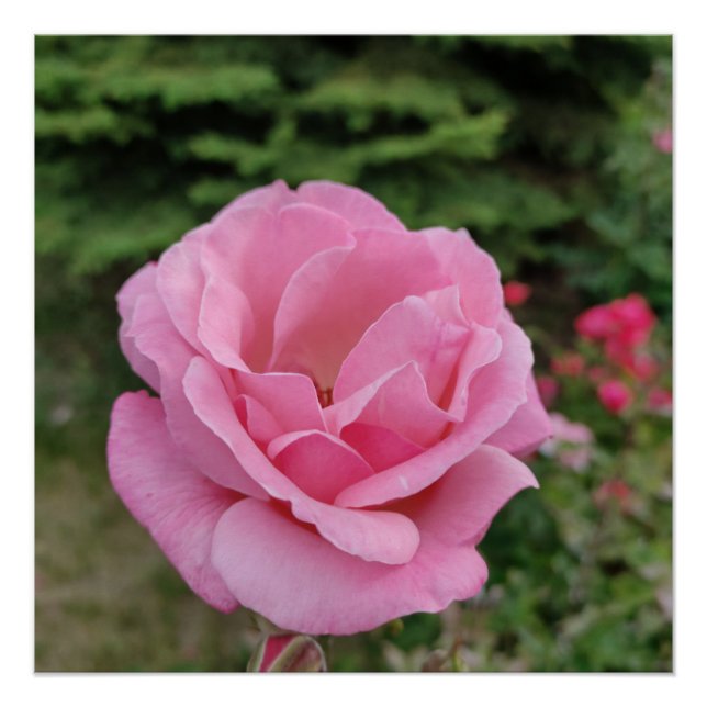 Póster Abajur de mesa de flor de rosa rosa (Frente)