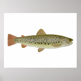 Poster Abant Trout