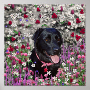 Póster Abby nas flores - cão preto do laboratório