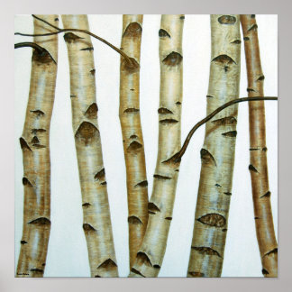 Póster Abedules Blancos