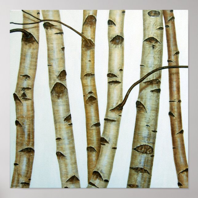 Póster Abedules Blancos (Frente)