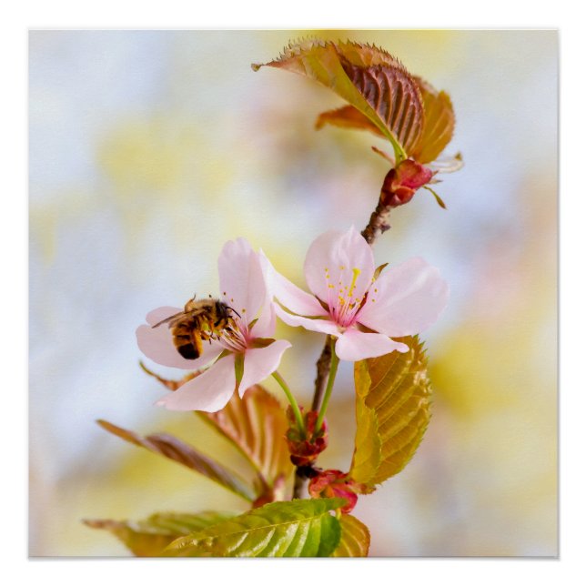 Póster Abeelha Em Uma Flor De Cerejeira (Frente)
