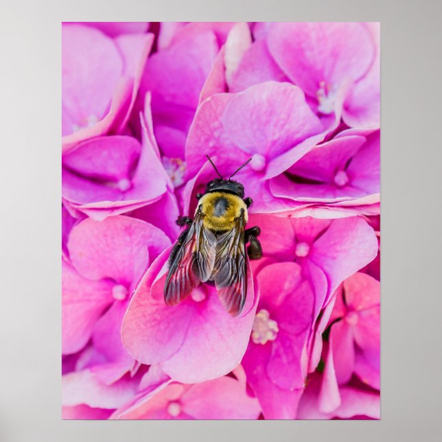 Póster Abeja En Hortensia (Frente)
