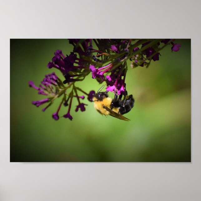 Poster Abelha, (Frente)