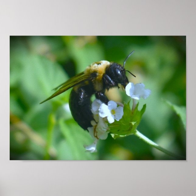 Poster Abelha, (Frente)