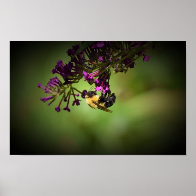 Poster Abelha, (Frente)