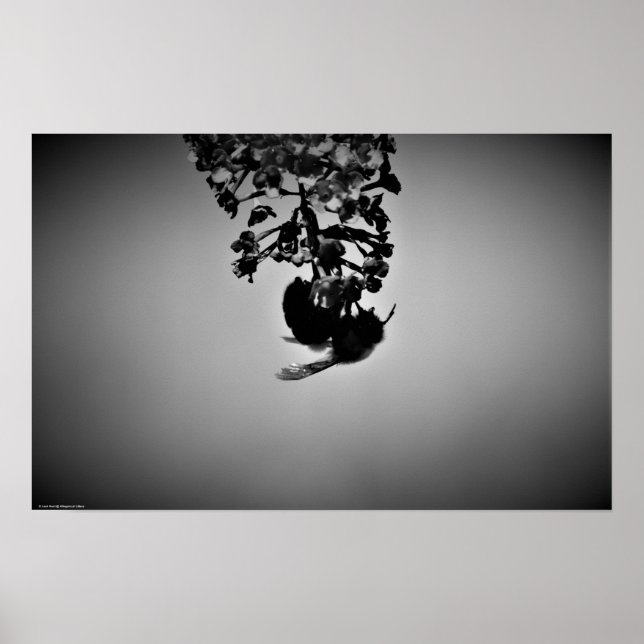 Poster Abelha, (Frente)