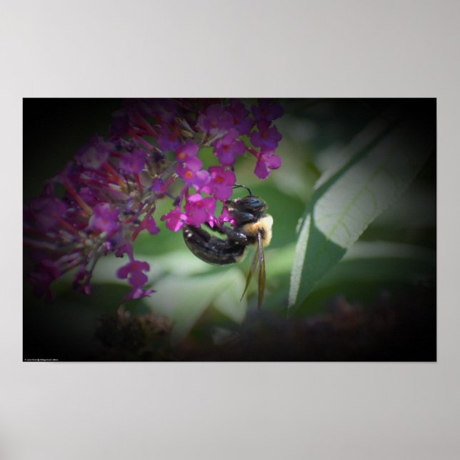 Poster Abelha, (Frente)