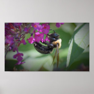 Poster Abelha