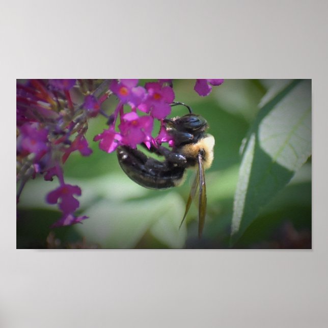 Poster Abelha, (Frente)