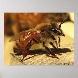 Póster Abelha