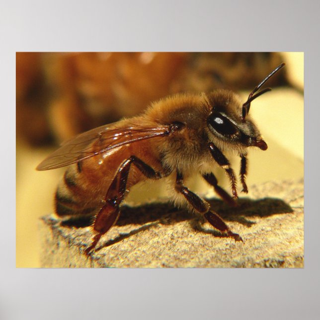 Póster Abelha (Frente)