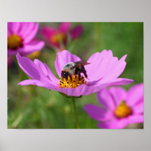 Póster Abelha-Bumble Na Flor De Cosmos Rosa