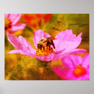 Poster Abelha-Bumble No Abstrato De Flor Do Cosmos Rosa