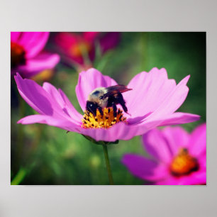 Poster Abelha-Bumble No Cosmos Rosa Flower Feche-Se