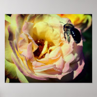 Abelha Bumble Voando Em Rosa Rosa Fechar