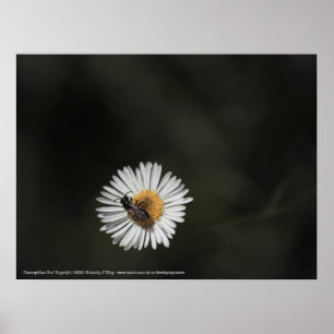 Poster Abelha Cosmopolita