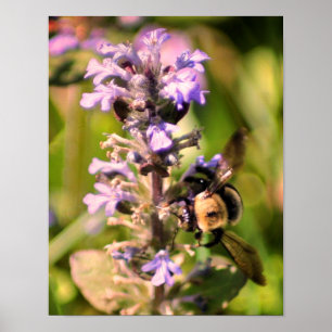 Poster Abelha De Bumble Na Flor Roxa Feche