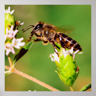 Poster Abelha de mel em ação