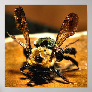 Póster Abelha do ouro