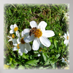 Poster abelha em flor branca