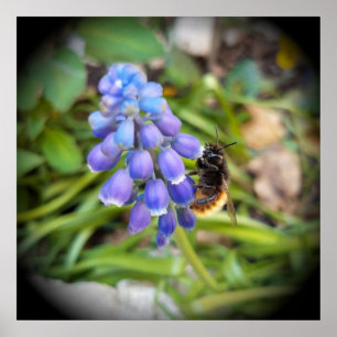 Poster Abelha em Muscari Armeniacum, Jacinto de Uva
