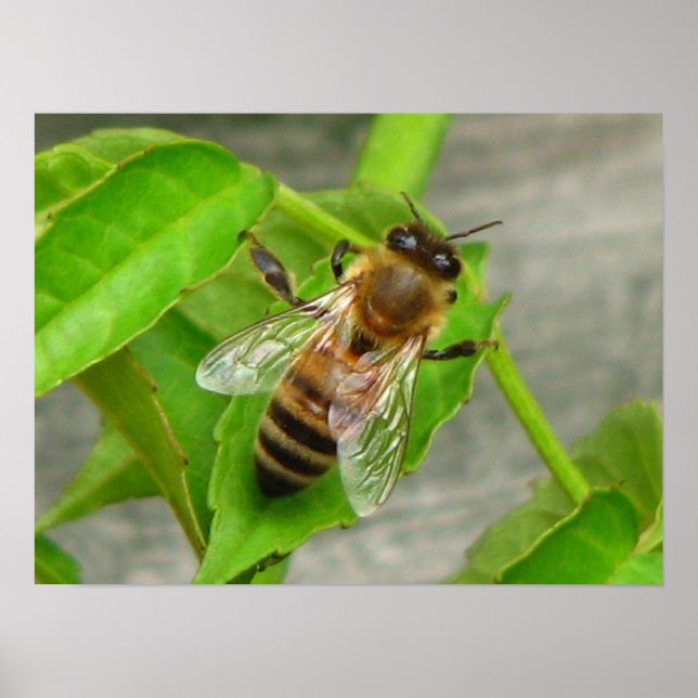 Póster Abelha Mel (Frente)