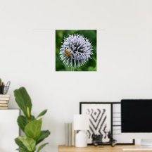 Abelha Melífera em Flor de Cardo Globo