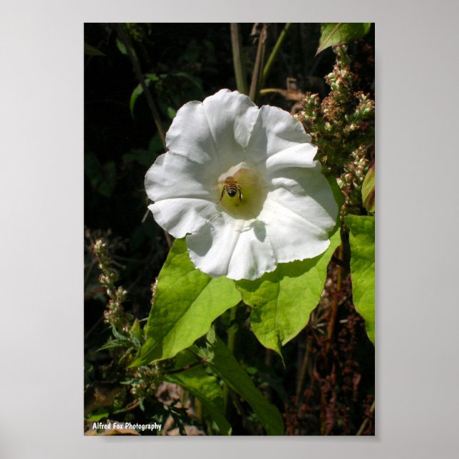 Poster Abelha Melífera em Ipomoea Selvagem (Frente)