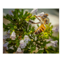 Abelha Melífera Ocupada Polinizando Flores – Foto 