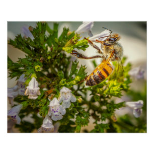 Póster Abelha Melífera Ocupada Polinizando Flores – Foto