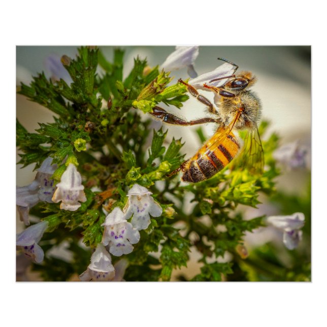 Póster Abelha Melífera Ocupada Polinizando Flores – Foto  (Frente)