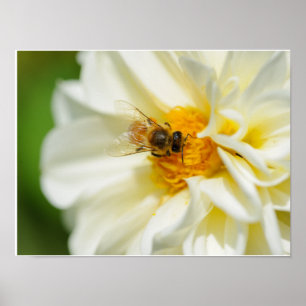 Poster Abelha na flor