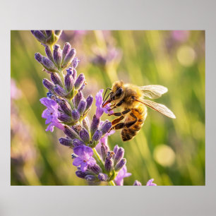 Poster Abelha na Lavanda