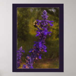 Poster abelha na lavanda