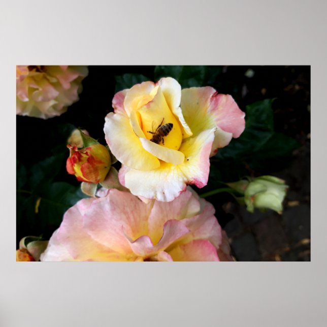 Poster Abelha nas flores amarelas cor-de-rosa (Frente)