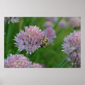 Póster Abelha numa Flor