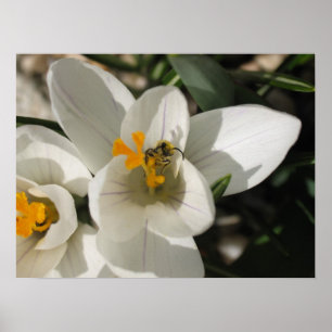 Póster Abelha ocupada