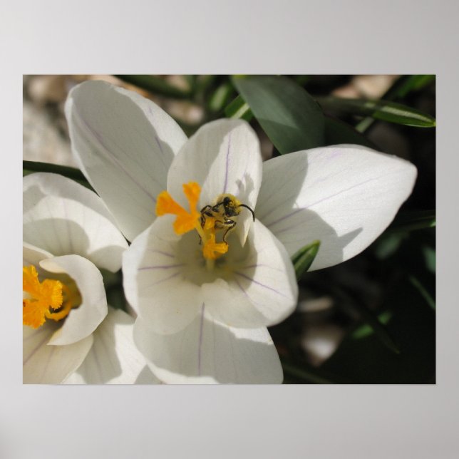 Póster Abelha ocupada (Frente)