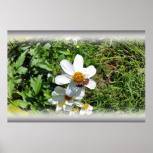 Póster abelha ocupada em flor branca