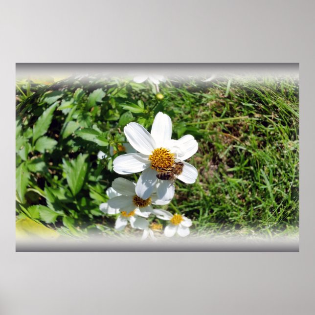 Póster abelha ocupada em flor branca (Frente)