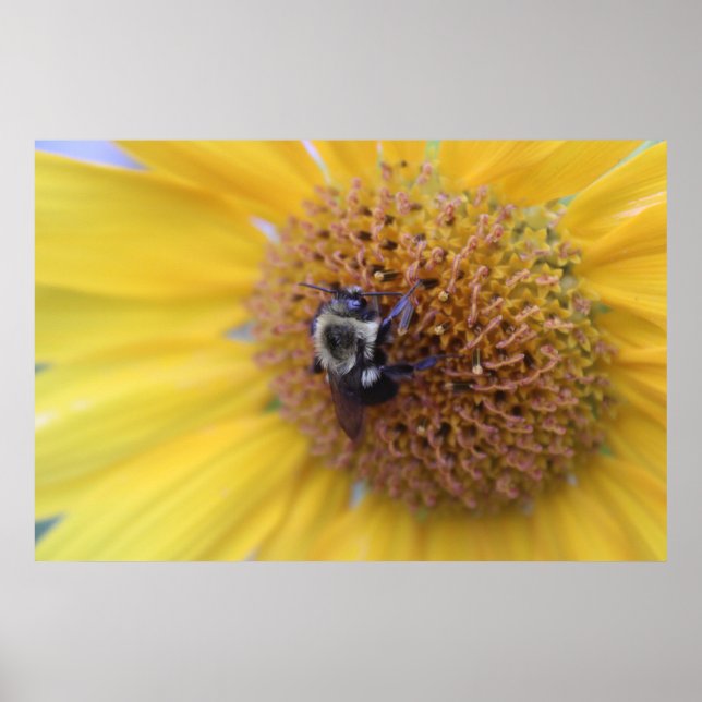 Poster Abelha Ocupada em um Girassol Amarelo (Frente)
