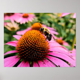 Poster Abelha Ocupada em uma Coneflower Roxa