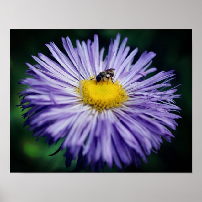 Poster Abelha Pequena Na Flor Aster Roxo (Frente)