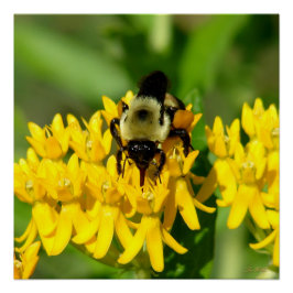 Póster Abelha se alimentando de flores silvestres de Butt