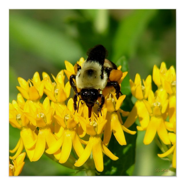 Póster Abelha se alimentando de flores silvestres de Butt (Frente)