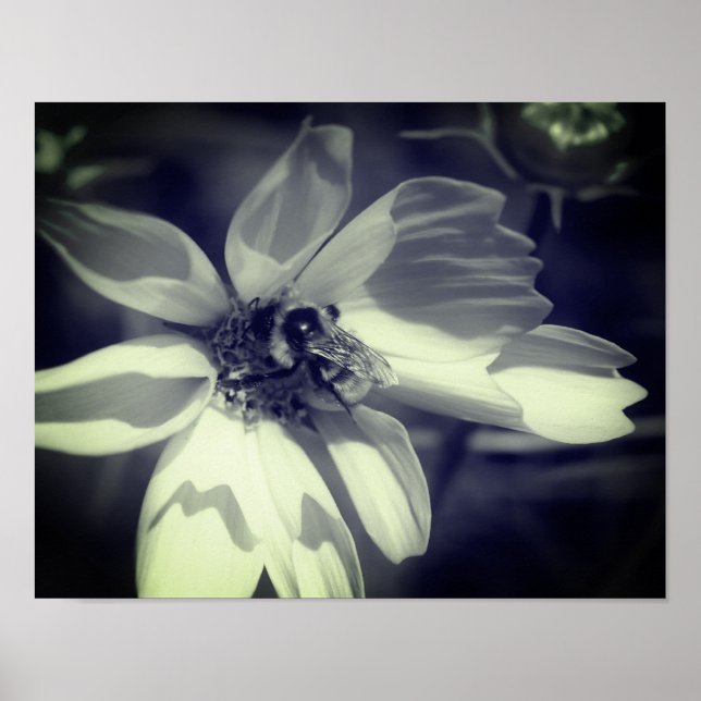 Poster Abelha Sobre Cosmos Flor Preto E Branco (Frente)