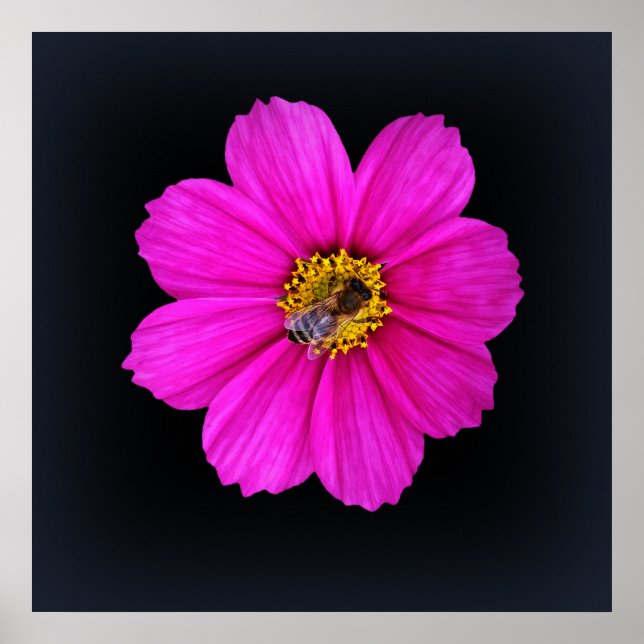 Póster abelha trabalhadora (Frente)