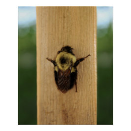 Póster Abelha-zilla